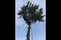 Boom kappen met behulp van klimtechnieken