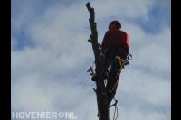 Boom kappen mbv klimtechnieken
