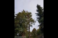 Boom kappen mbv klimtechnieken 2