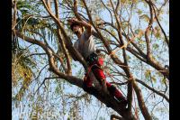 Boom snoeien mbv klimtechnieken