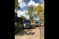 Rooien grote particuliere Es