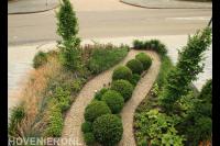 Groene voortuin met siergras, haagplanten in bolvorm en split