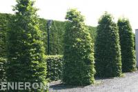 Vormsnoei van hagen en heesters