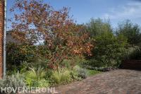 Tuinaanleg Tuinontwerp Tuinonderhoud Den Haag