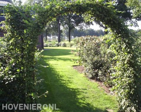 Groene tuin met gazon en pergola