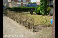 Natuurlijke tuinafscheiding