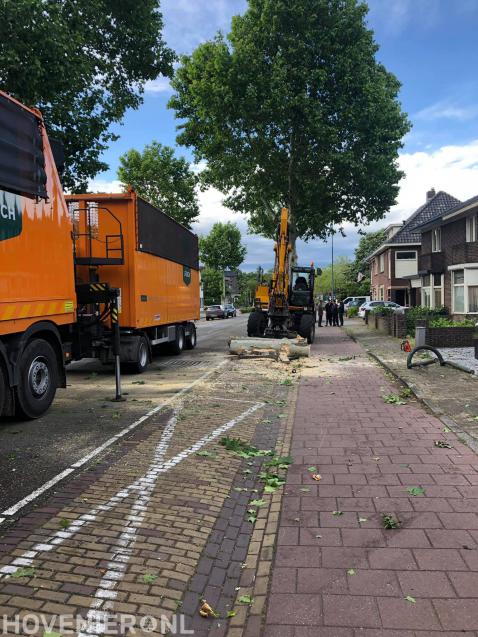 Bomen langs openbare weg verwijderen 2