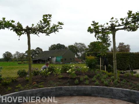 Dakplatanen in verhoogde border van stapelblokken