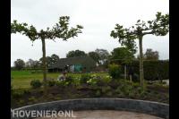 Dakplatanen in verhoogde border van stapelblokken