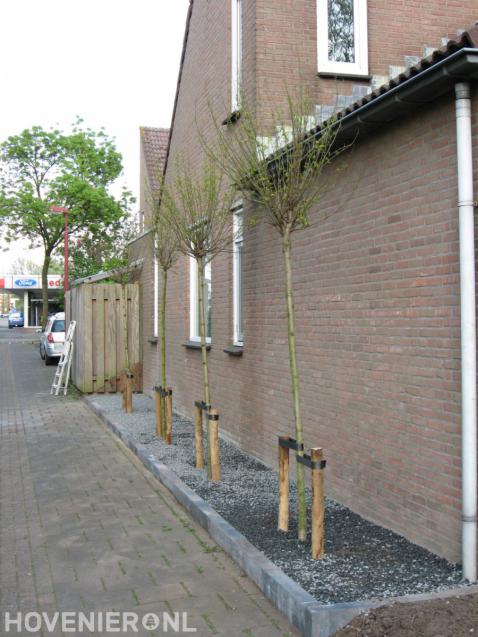 Aanplanten van jonge bomen langs woning