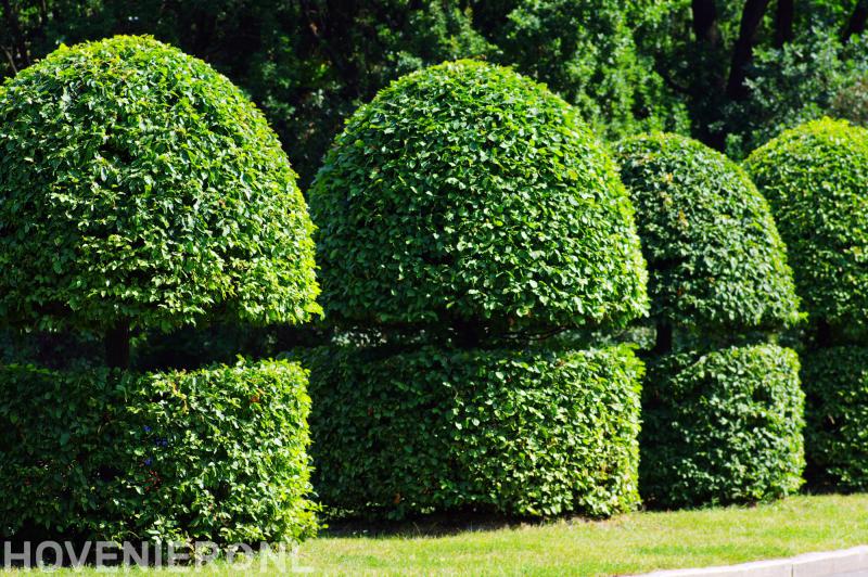 Tuinplan Hoveniers