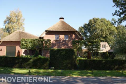 Voortuin met leibomen en strak gesnoeide haag