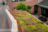 Sedumdak op schuurtje