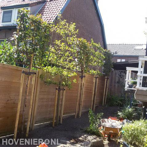 Planten van leibomen voor houten schutting