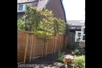Planten van leibomen voor houten schutting