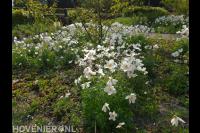 voortuin ontwerp als bloementuin aanleggen na tuinontwerp-florera.nl