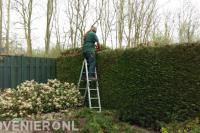 Coniferenhaag knippen