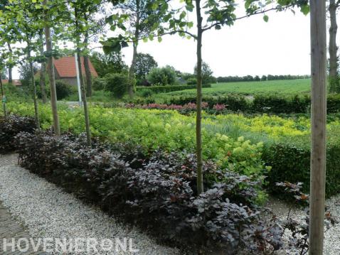 Tuin met veel groen en leibomen