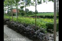 Tuin met veel groen en leibomen