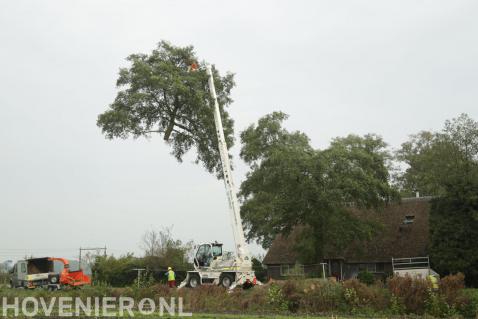 Grote boom vellen