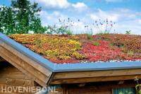 Sedumdak op tuinhuis