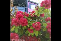 Hoveniersbedrijf Joël Breedveld