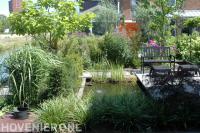 Groene tuin met vijver