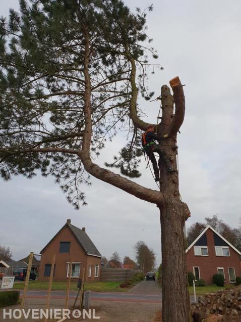 Boom kappen met behulp van klimtechnieken 2