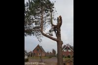 Boom kappen met behulp van klimtechnieken 2