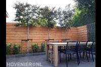 Leibomen voor houten schutting