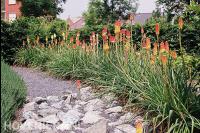 Siergras met roodgele bloemen