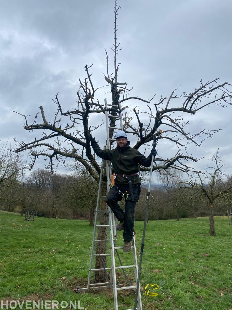 Hoogstam fruitbomen gesnoeid in het Oeschbergsysteem