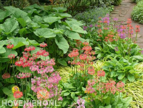 Kleurrijke beplanting naast tuinpad