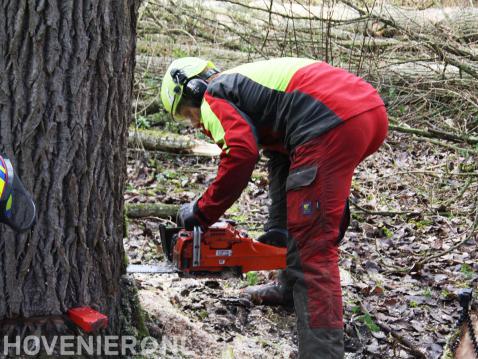 Boom omzagen met kettingzaag