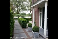 Strakke voortuin met grote tegels, haag en buxusbollen 1