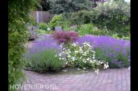 Tuin met vlonder en kleurrijke beplanting in borders 2