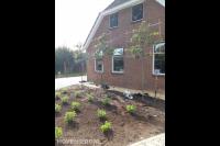 Voortuin met leibomen en nieuwe beplanting