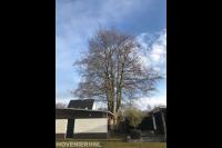 Boom snoeien mbv klimtechnieken 4