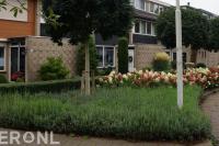 Onderhouden van openbaar groen in woonwijk 2
