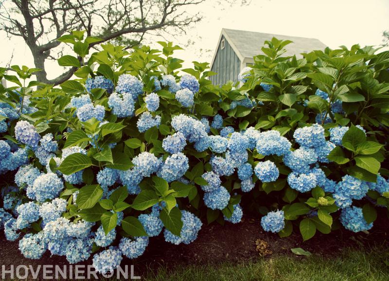 Hoveniersbedrijf Moree