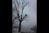 Boom kappen door gebruik te maken van klimtechnieken 2