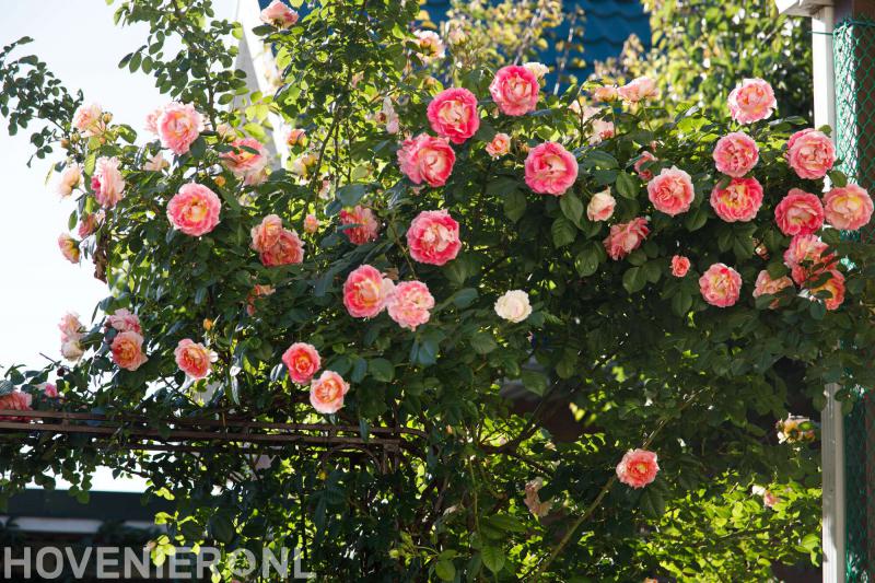 De Heemsteedse Hovenier