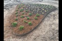 Border met nieuwe planten en beregening