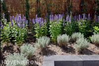 Border met nieuwe beplanting voor hedera schutting