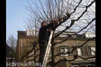 Snoeien van leibomen