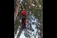 Boom snoeien met behulp van klimtechnieken