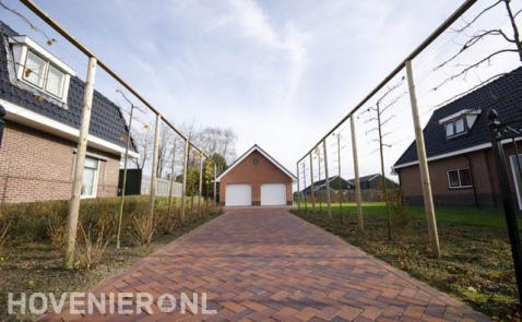 Leibomen langs oprit bestraat met klinkers