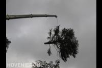 Boom kappen met klimtechnieken en kraan 4