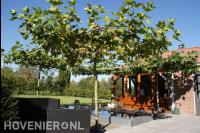Dakplatanen bij vijver en vlonder met loungeset 1