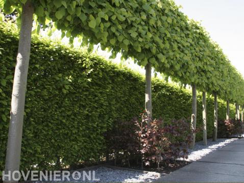 Tuinafscheiding van beukenhaag en scherm van leilindes